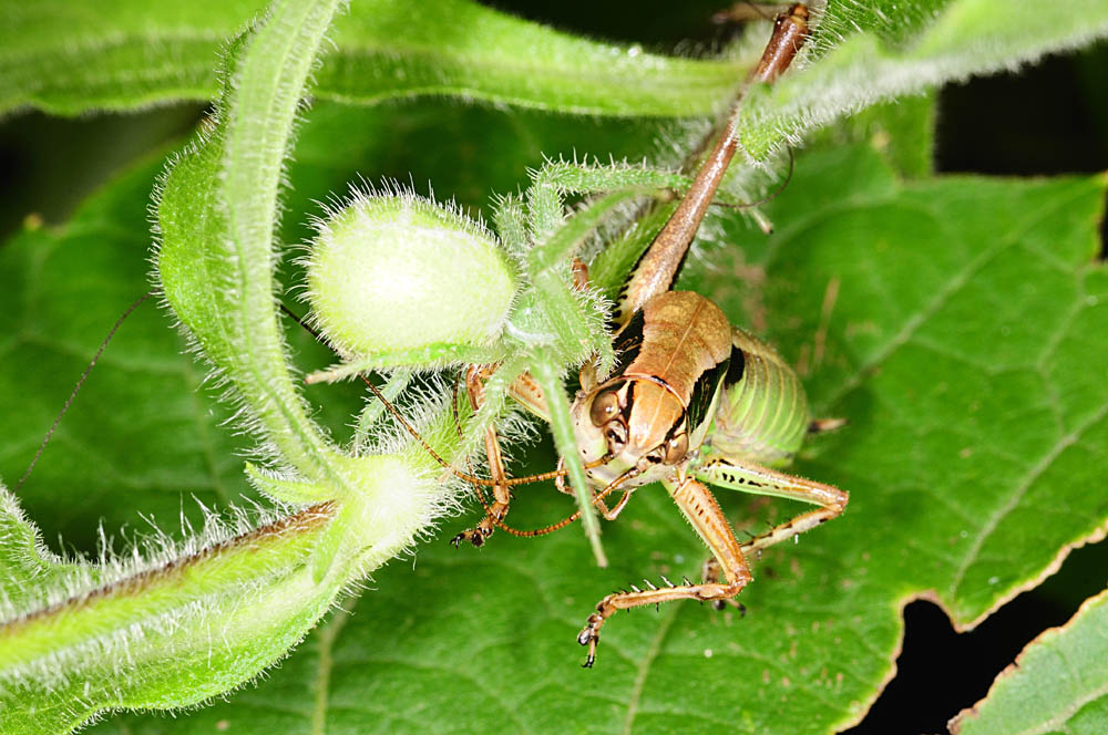 Heriaeus preda Eupholidoptera